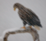 BB 09 0072 / Haliaeetus albicilla / Havørn